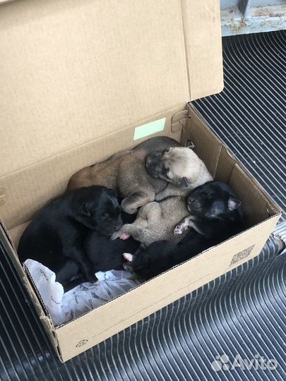 Собака в добрые руки щенок