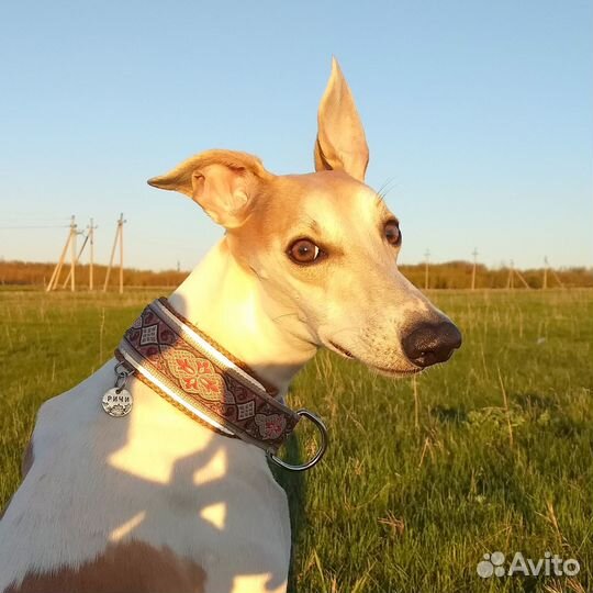 Ошейник для собак