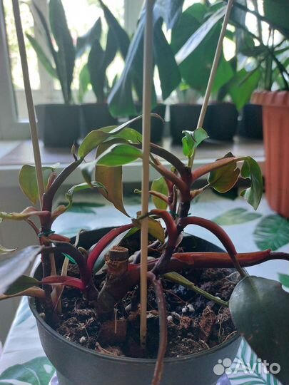 Эпипремнум, филодендрон