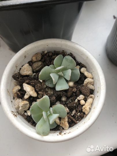 Суккуленты