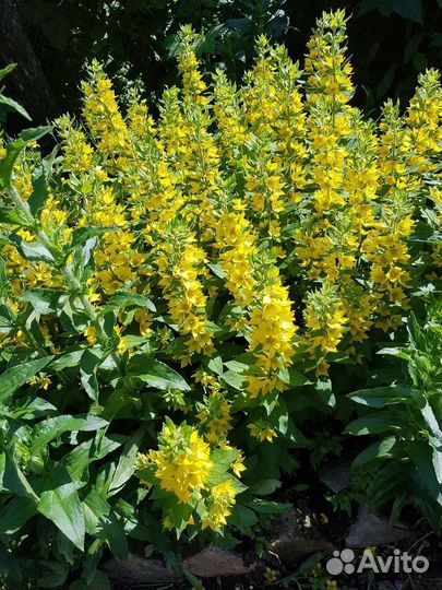 Вербейник точечный (многолетний)