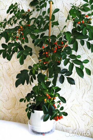 Муррайя дерево императоров