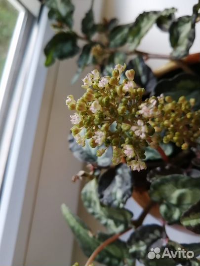 Пеллиония Даво