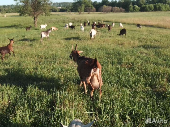 Молоко козье