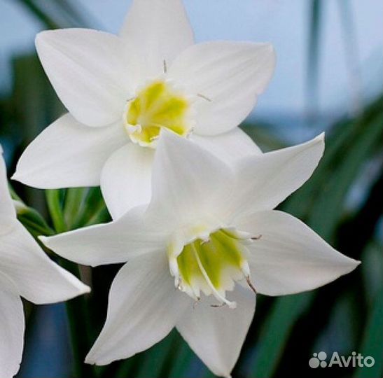 Эухарис амазонская лилия