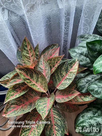 Сортовые колеусы,желтый пион,комнатные цветы