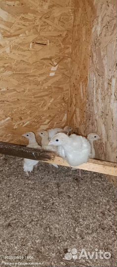 Живые сельскохозяйственные птицы