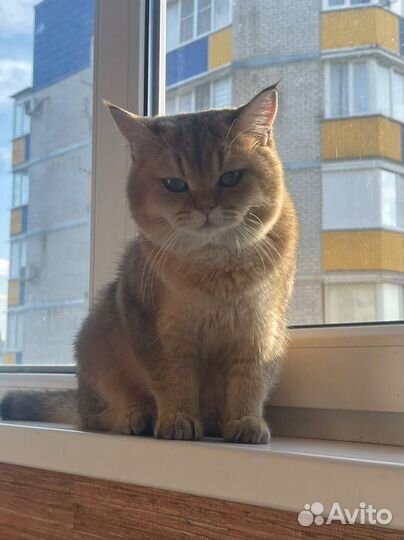 Кот для вязки
