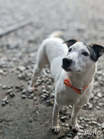 Собака в дар