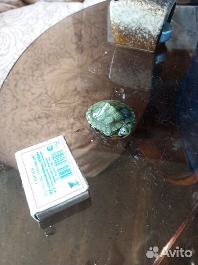 Красноухая черепаха