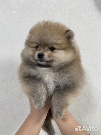 Собака- Улыбака