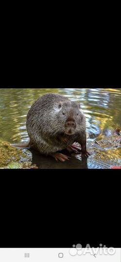 Нутрии