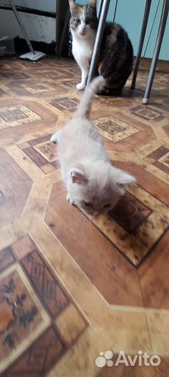 Котята в добрые руки бесплатно