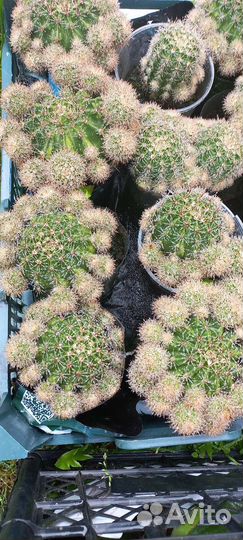 Кактусы и суккуленты