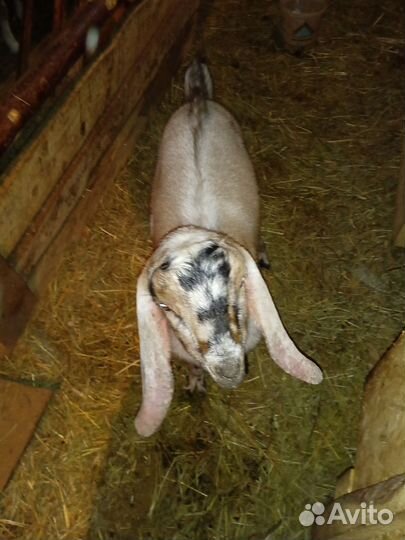 Доильный аппарат, костратор