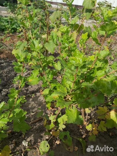Саженцы крыжовника бесшипного