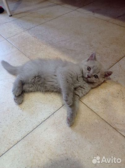 Британские лиловые котята