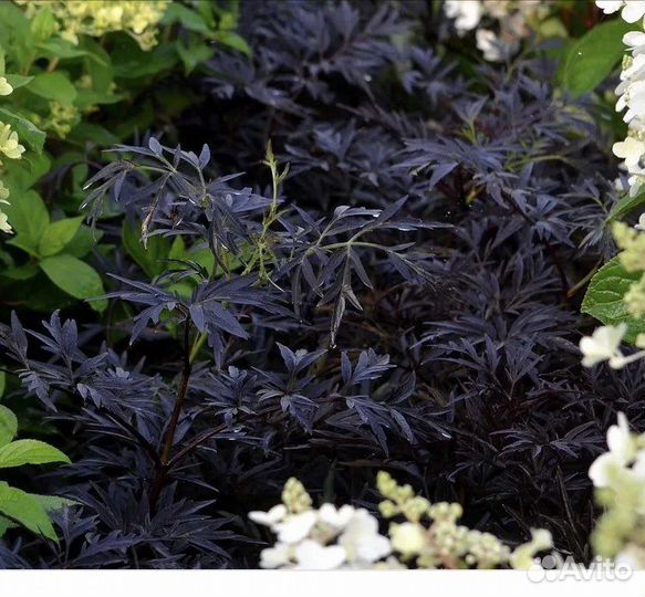 Гранат/пузыреплодник/бузина/павловния