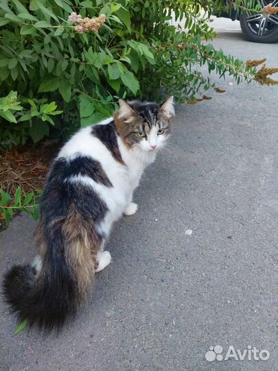 Красивый кот