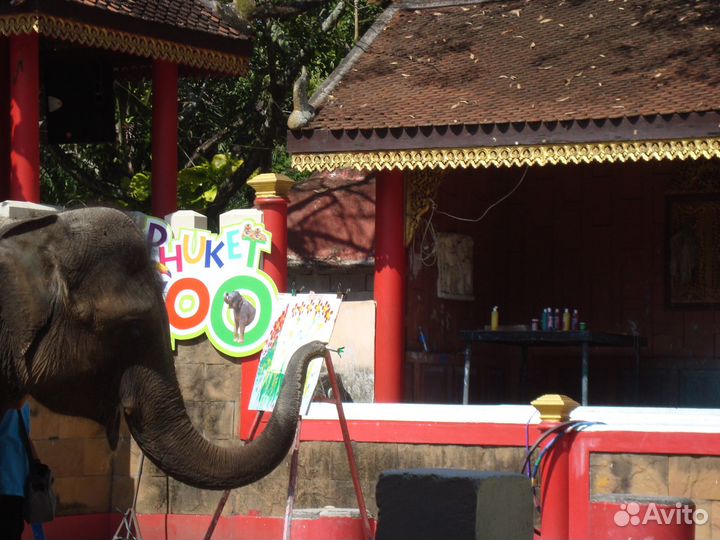 Картины, нарисованные слоном, дельфином