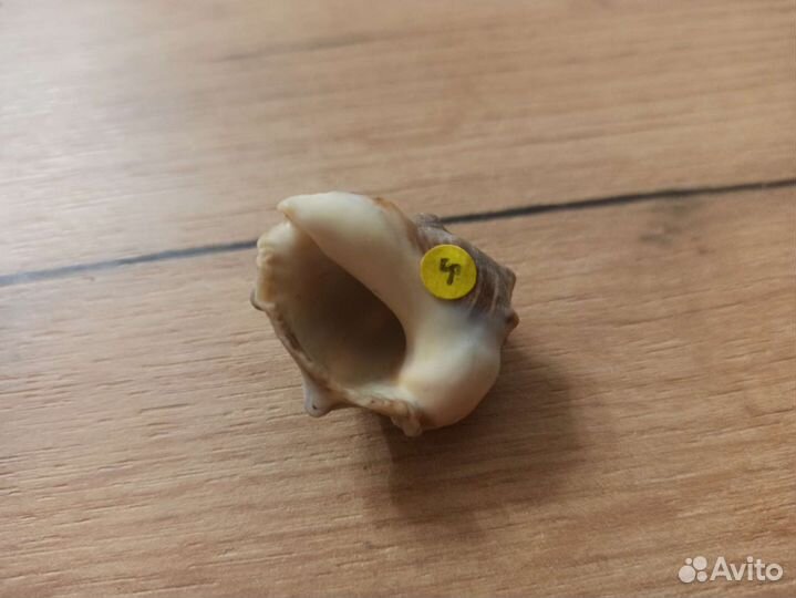 Морская раковина