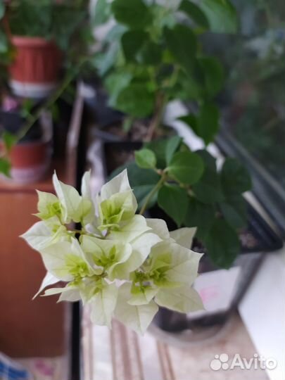 Бугенвиллея