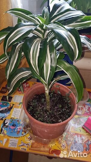 Пальма драцена