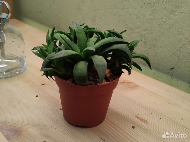 Суккуленты хавортия