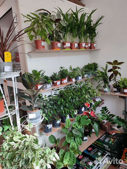 Комнатные цветы с Доставкой