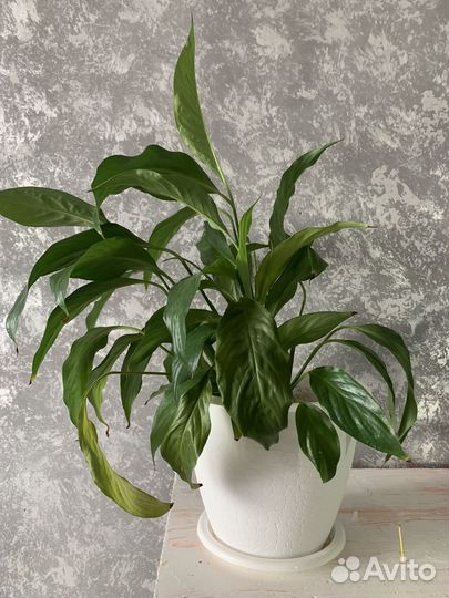 Комнатные цветы