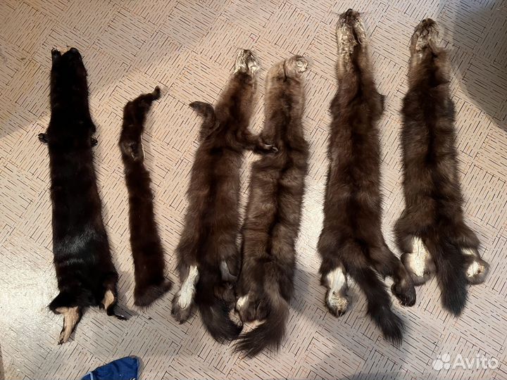Шкурки соболя