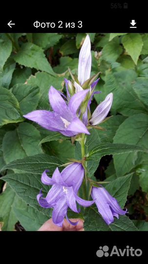 Колокольчик