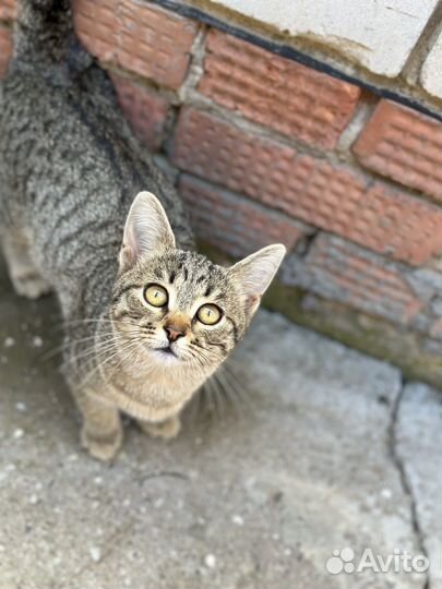 Малышка ищет семью