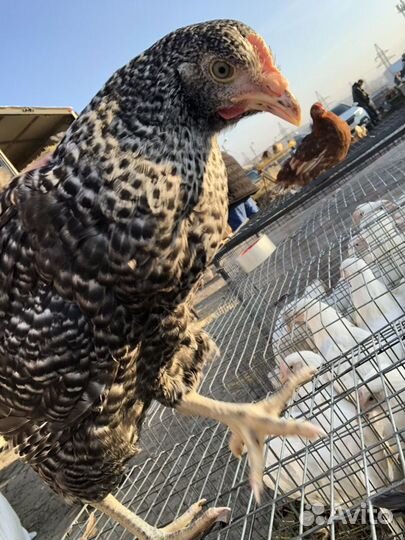 Куры молодки несушки