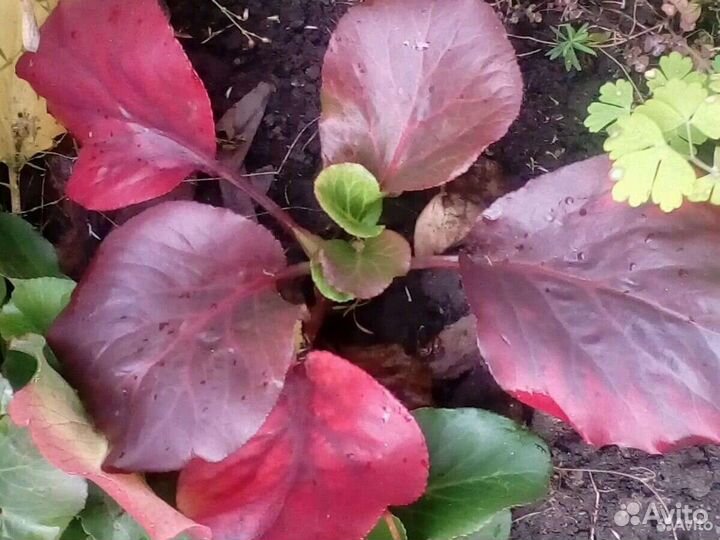 Бадан,живучка