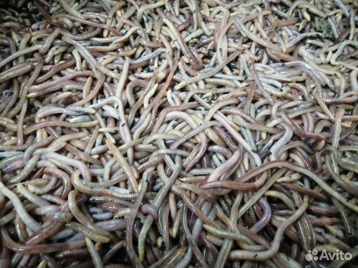 Червь дендробена