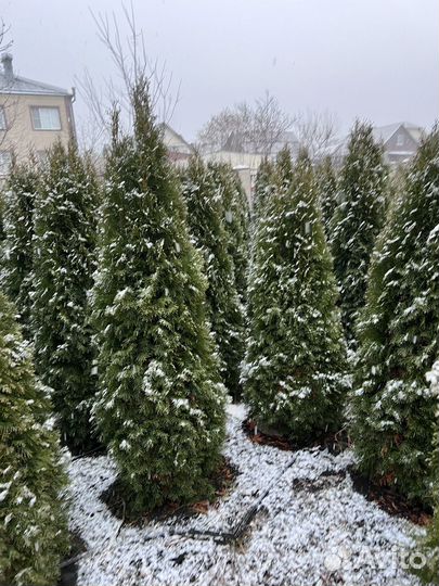 Туи смарагд