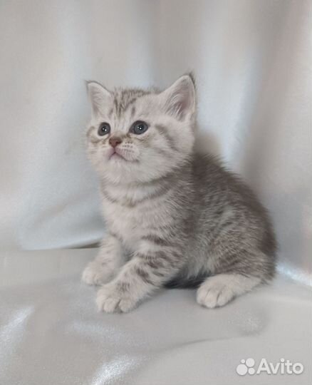 Британский котенок