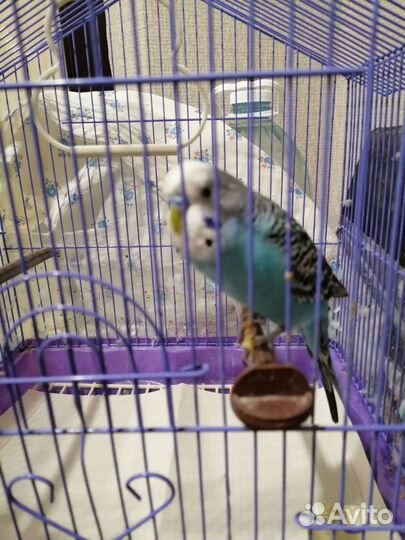 Продаётся попугай