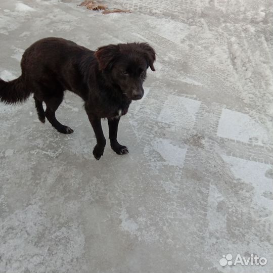 Собака в добрые руки