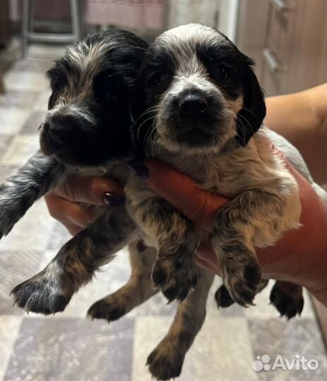 Русский спаниель