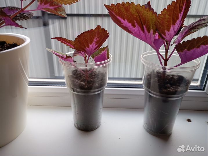 Цветок Колиус