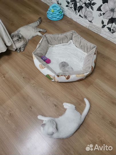 Британская серебристая шиншилла