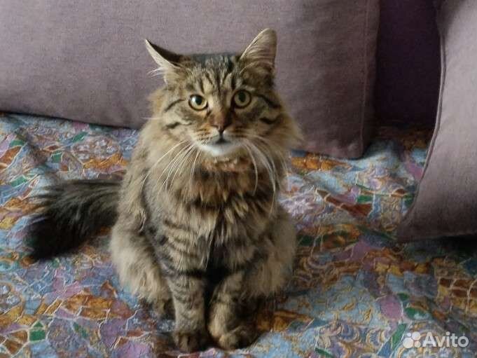 Сибирский кот