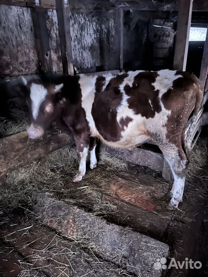 Телята бычки