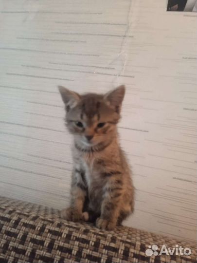 Кошка в дар