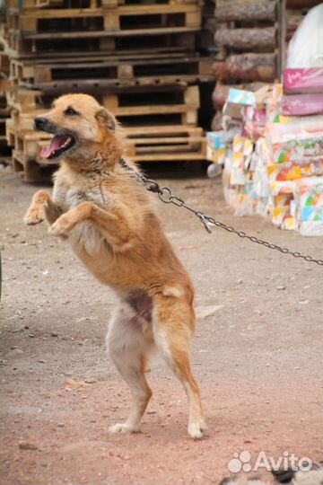 Собаки бесплатно в добрые руки