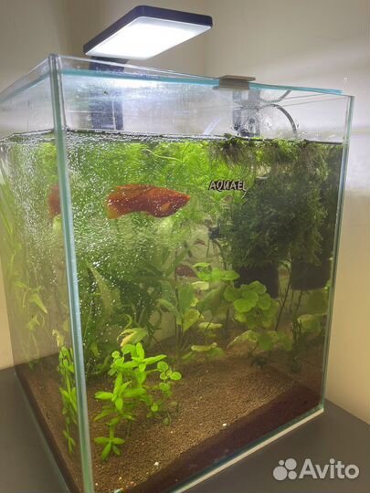 Аквариум куб