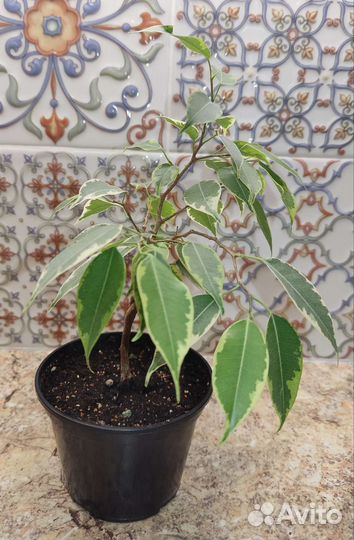 Фикус бенджамина плетеный