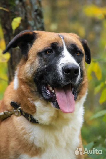 Собака в добрые руки